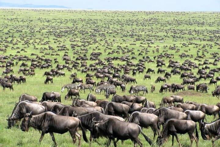 3 Days and 2 Nights Private Safari Tour To MasaiMara