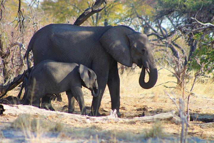 Delícia de 7 dias Moremi Okavango