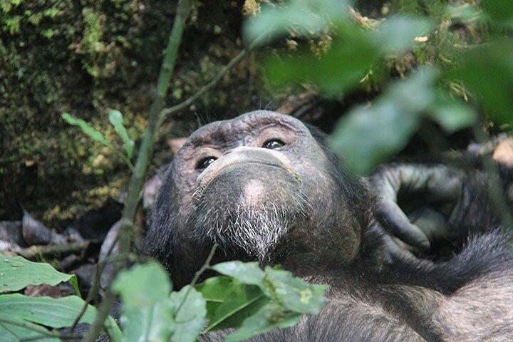 2 dage Chimpanse Tracking og Canopy Walk Nyungwe