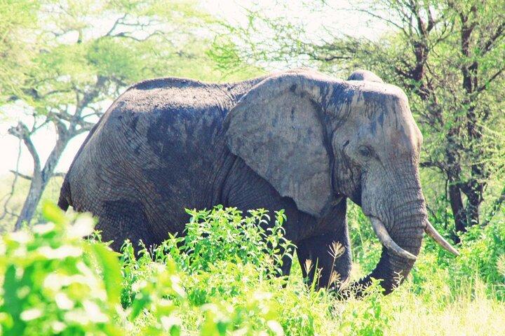 6 Días Safari Privado Tarangire, Serengeti y cráter Ngorongoro