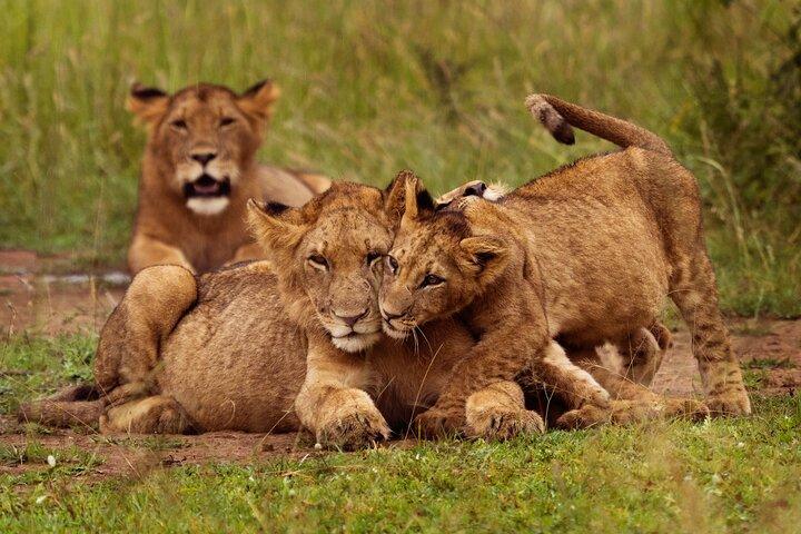 Safari d'une journée dans le parc Akagera avec prise en charge à l'hôtel et déjeuner