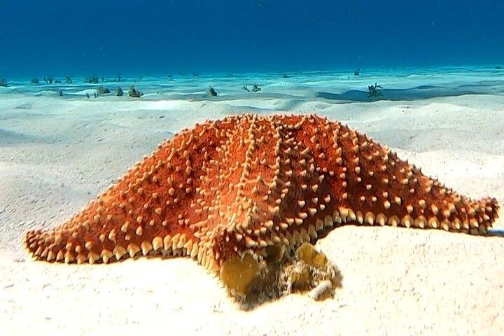 Excursion de plongée avec tuba dans le sanctuaire des tortues de Cozumel