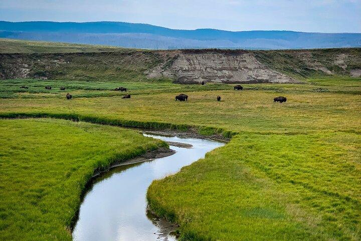 Visite privée des points forts de Yellowstone