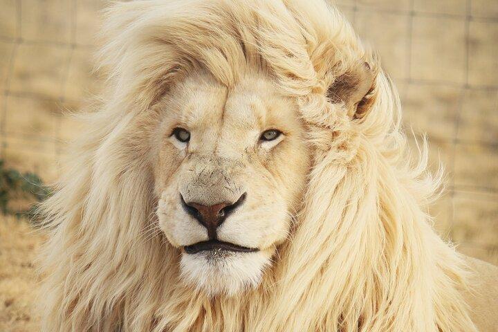 Big 5 Safari Aquila heldags privat retur fra Cape Town