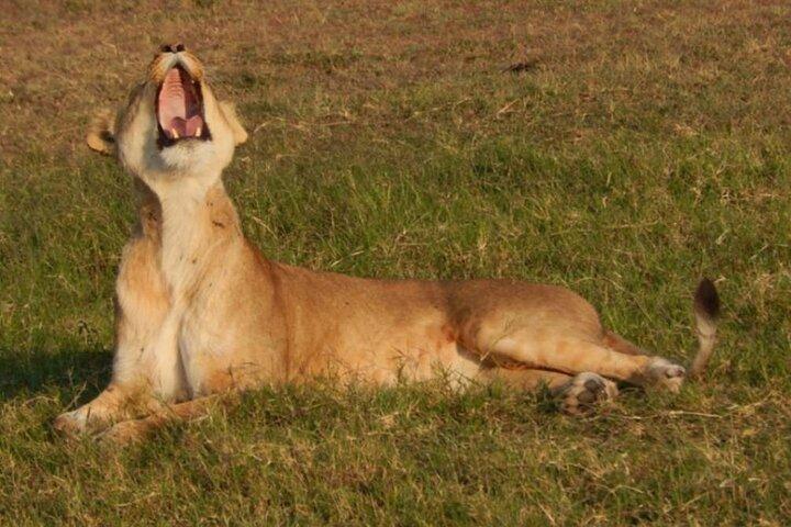Safari privado de 3 dias de vida selvagem explorando Uganda