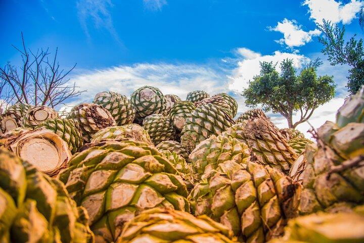 Hierve el Agua, Mitla, Tule, Teotilán en Mezcal fabriek