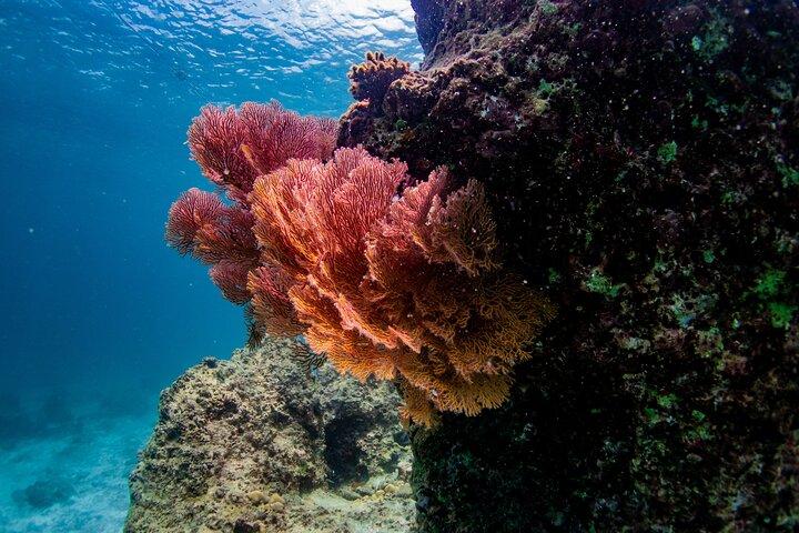 Racha & Coral Island em Speed Boat