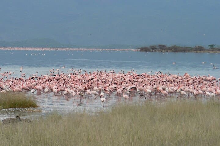 8-Day Private Safari Tour in Nairobi Kenya
