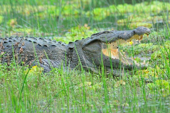 Glamping & Safari – Wilpattu Nationalpark 1 Nacht 2 Tage