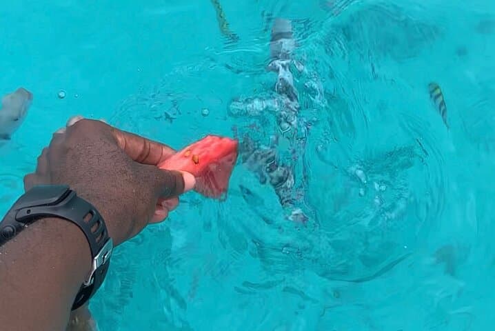 Swimming with DOLPHINS IN MNEMBA