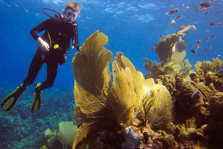Experiência personalizada de 2 tanques em Curacao