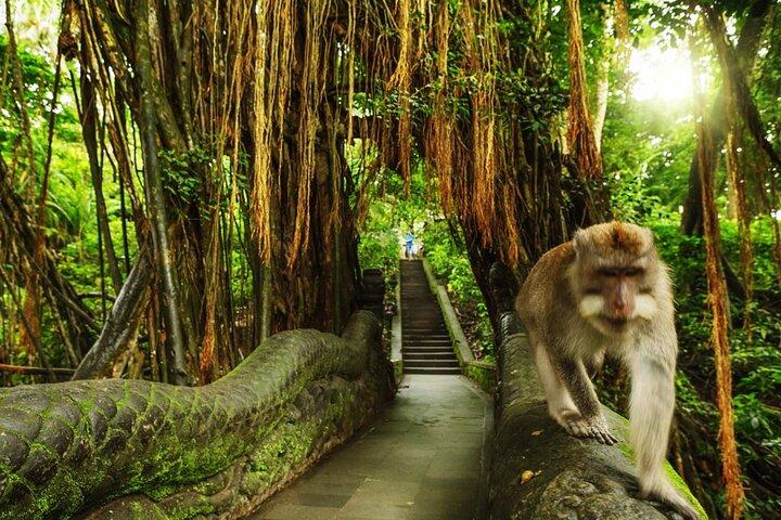 Visite guidée privée : le meilleur d'Ubud avec Jungle Swing