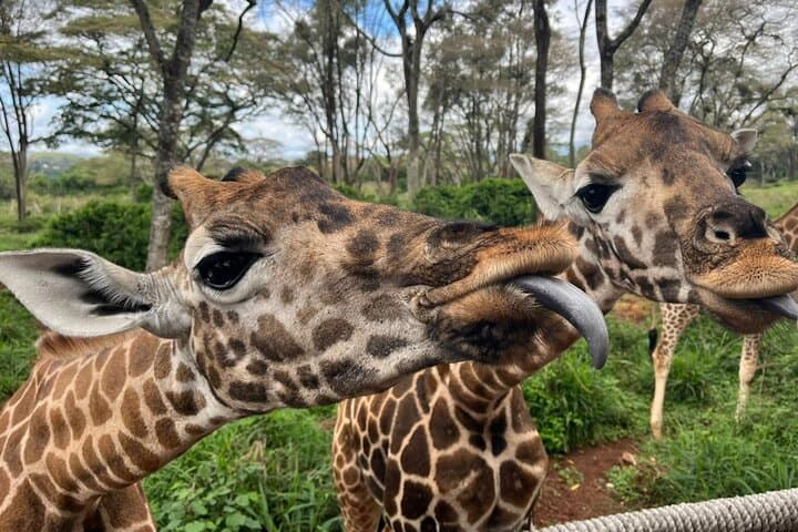 Karen Blixen Museum, Beads craft and Giraffe Day tour