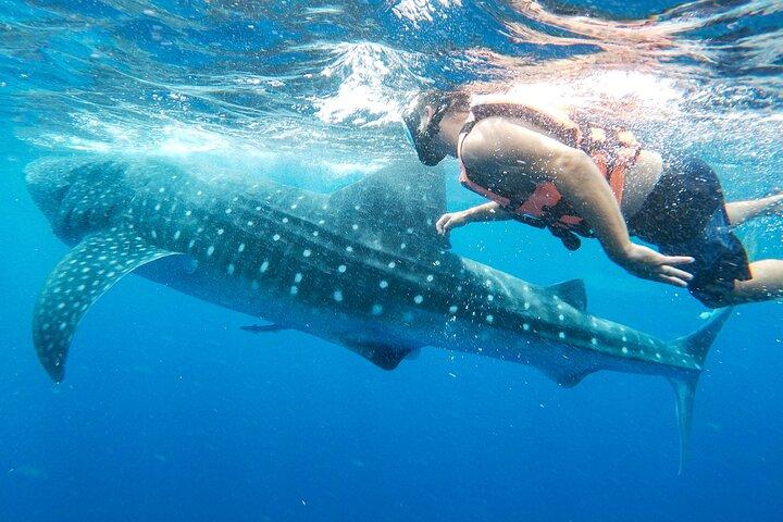 Whale Shark Adventure i Isla Mujeres og Cancun