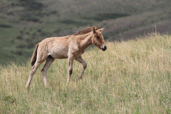 Tagestour zur Wildtierbeobachtung im Hustai-Nationalpark