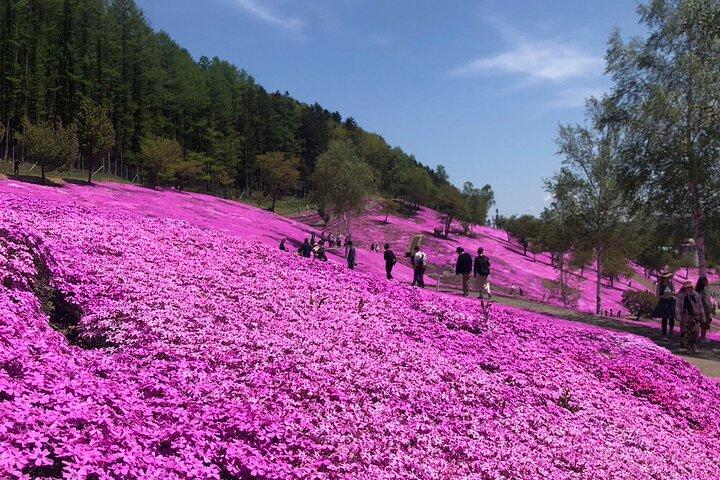 【芝桜・チューリップ】プライベートカーで行く、芝桜滝上公園とかみゆうべつチューリップ公園(札幌発)