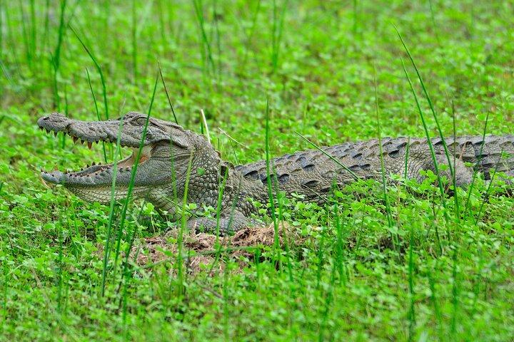 Glamping-Safari am Rande des Udawalawe-Nationalparks, 2 Tage