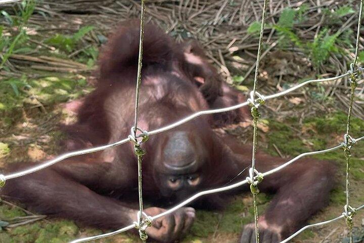 クアラルンプール発オランウータン島とイポーのプライベート日帰りツアー