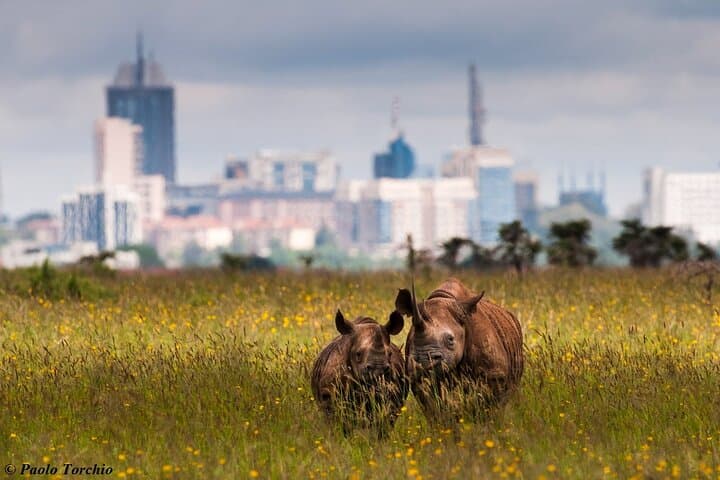 Nairobi National Park and Giraffe Center Half Day Guided Tour