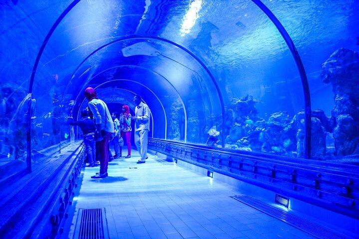 2 - En times Red Sea Marine Life oplevelse på Hurghada Grand Aquarium