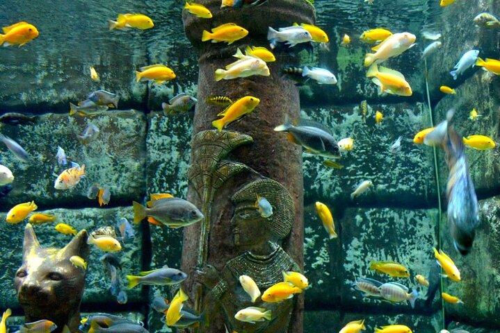 アンタルヤ水族館入場券とアラニヤからの往復送迎付き