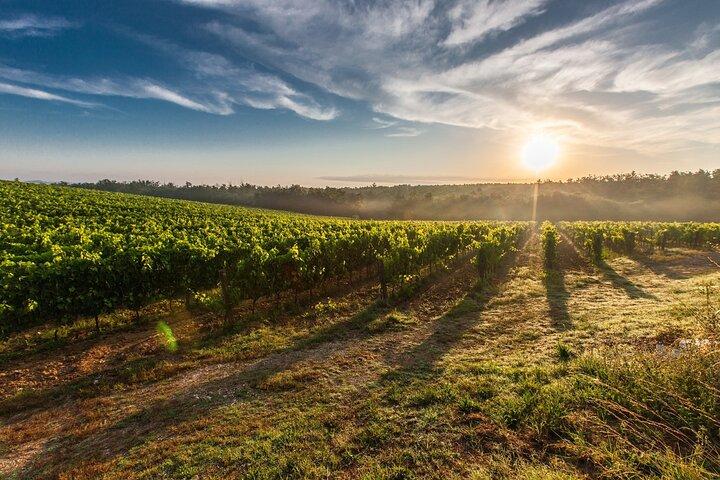 Private Cape Winelands Tour Full-Day