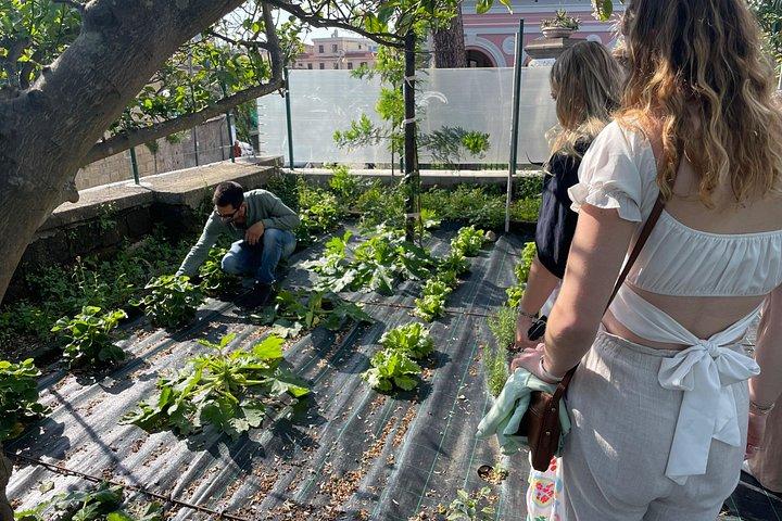 Shared Cooking Class with Fresh Garden Ingredients in Sorrento