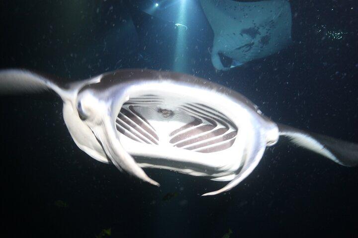 Manta Ray Night Snorkel Tour da Kona