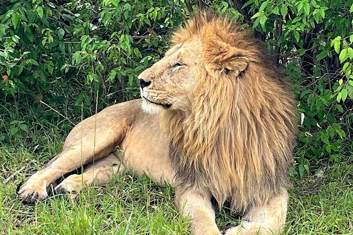 Aventure de 4 jours au lac Nakuru et Maasai Mara