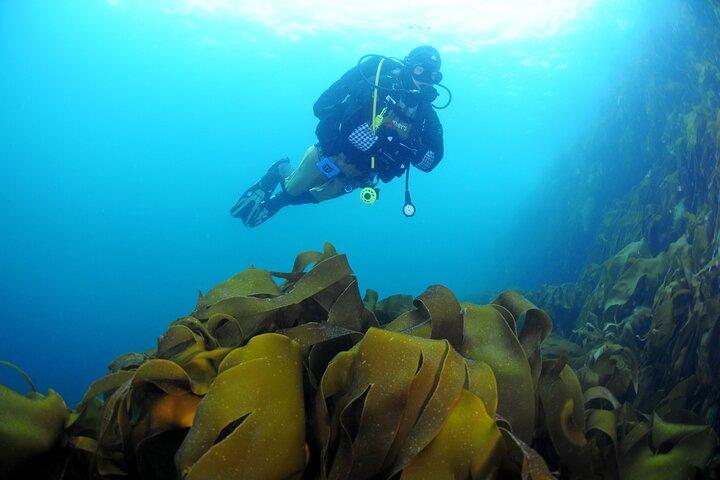Expérience unique de plongée sous-marine