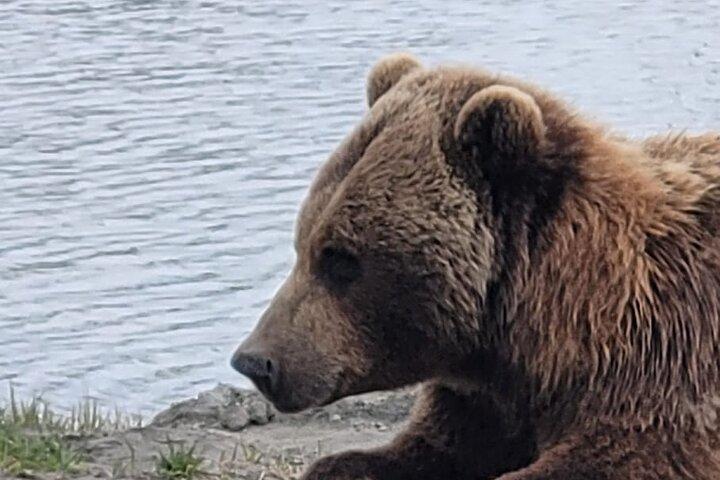 アンカレッジからアラスカ野生生物保護センターへの VIP ツアー