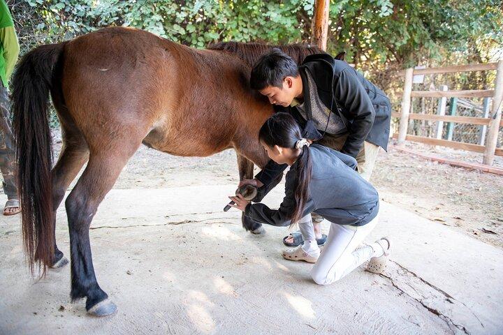 Paseos en poni en Luang Prabang