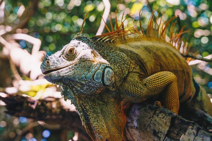Wildlife Eco Tour på Oaxacas kust.