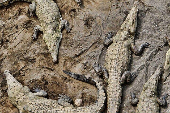 Tarcoles River Crocodile äventyrstur