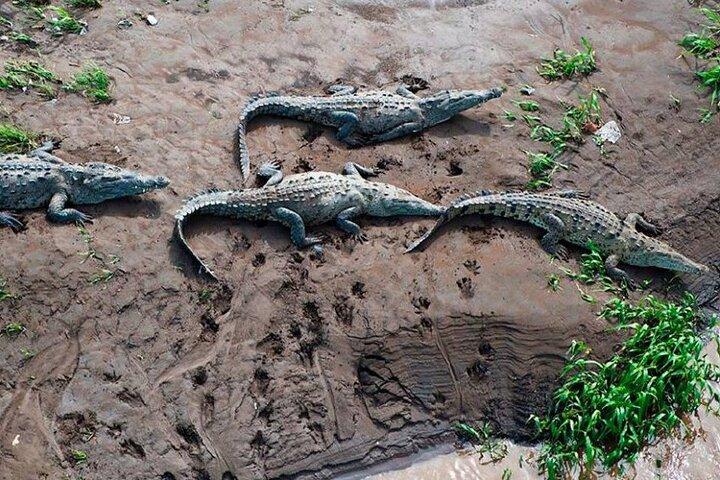 Tarcoles River Crocodile äventyrstur