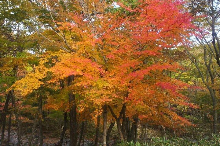 Jeju Island Private Taxi Tour: Mt. Hallasan e Cachoeiras
