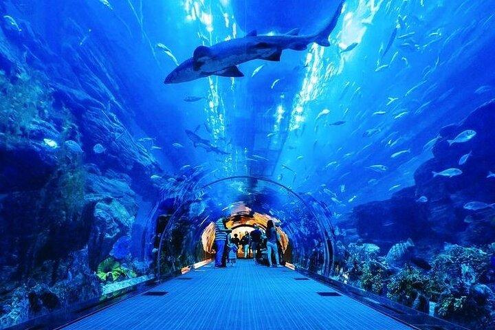 Dubai Mall Aquarium and Under Water Zoo and Ski Dubai Combo