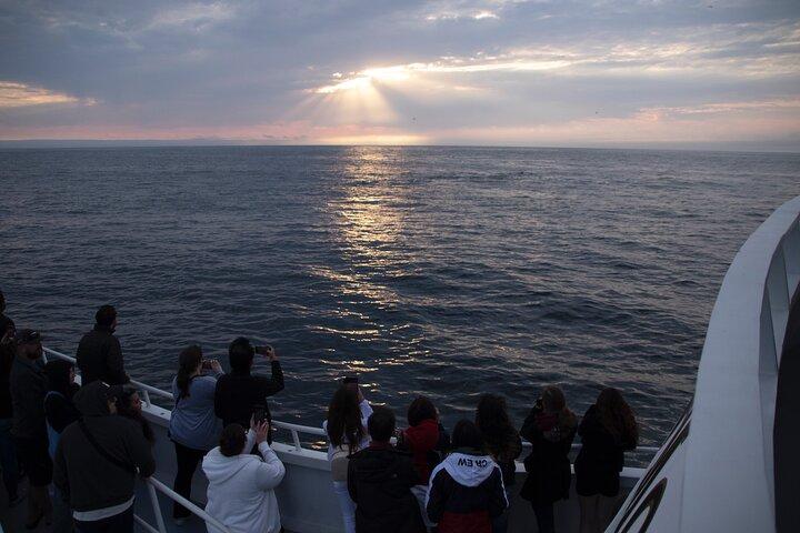 Excursion d'observation des baleines à Monterey