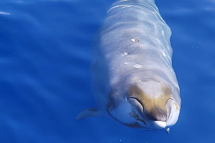 Garantito Dolphin/Whale Watch
