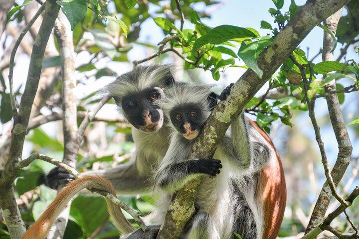 Zanzibar: Jozani Forest, Rode colobus, de Rock Restaurant tour