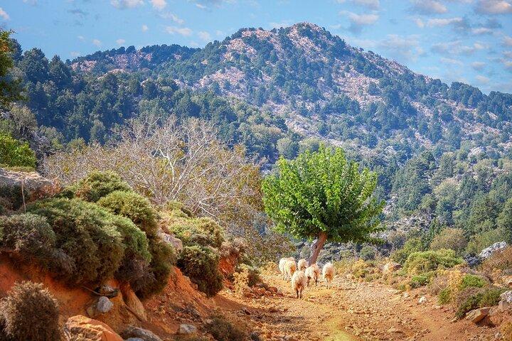 Stier af det gamle kretensiske liv. Privat tur fra Chania.