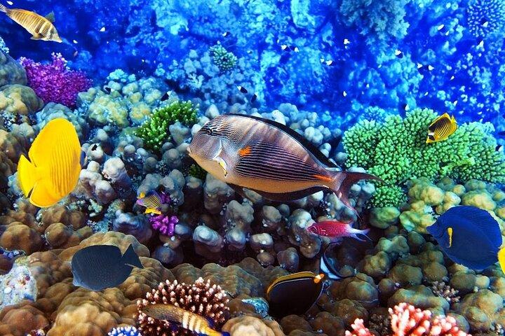 Sea Scope ubåd og snorkling eventyr i Hurghada