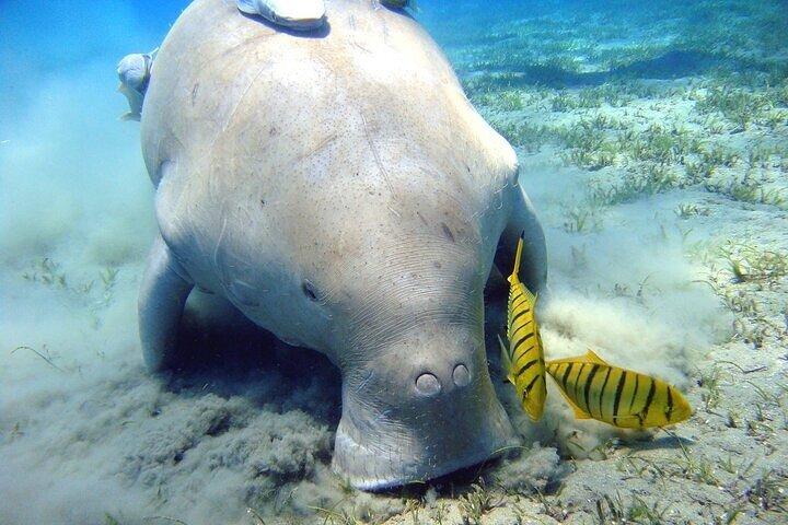 Marsa Mubarak: intro Diving & Sea Trip including (Transfer&Lunch)