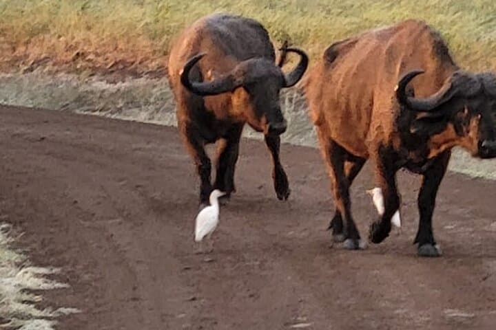 Nairobi National Park, Elephant Orphanage & Giraffe Center tour.