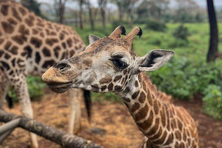 ナイロビ国立公園、象の孤児院＆キリンセンターツアー。