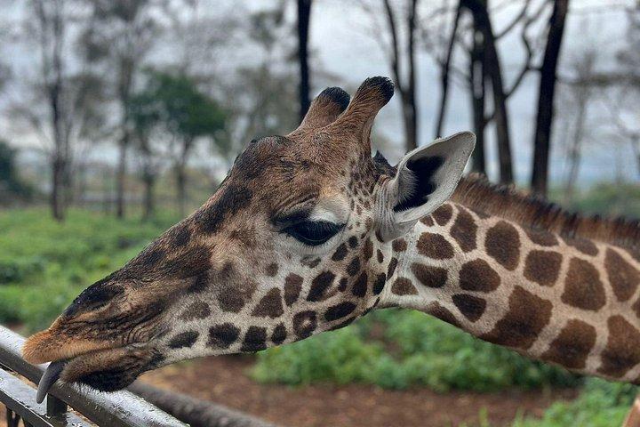 ナイロビ国立公園、象の孤児院＆キリンセンターツアー。
