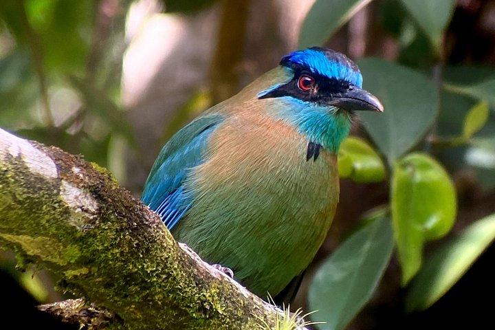 Birdwatching tour with local guide + Binoculars