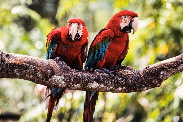 Singapore Bird Park & River Wonder (Tickets & Transfer)