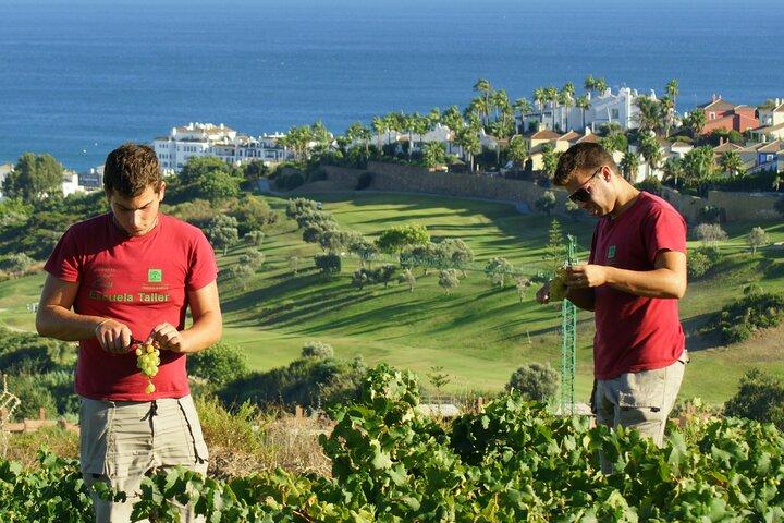 Manilva Oceanfront Wine Experience na área de Marbella