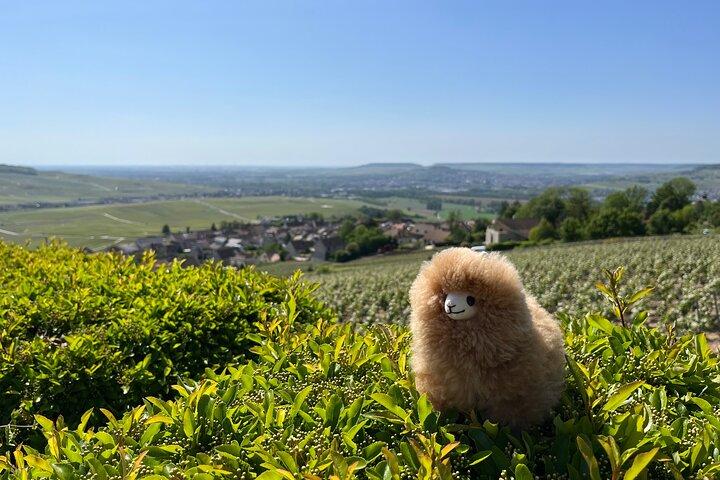 Dégustation de vins et fromages de Bourgogne Excursion privée d'une journée 15 verres